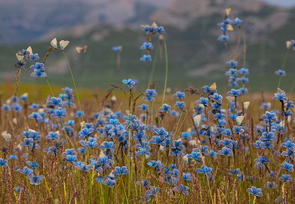 © Haiyong Cai