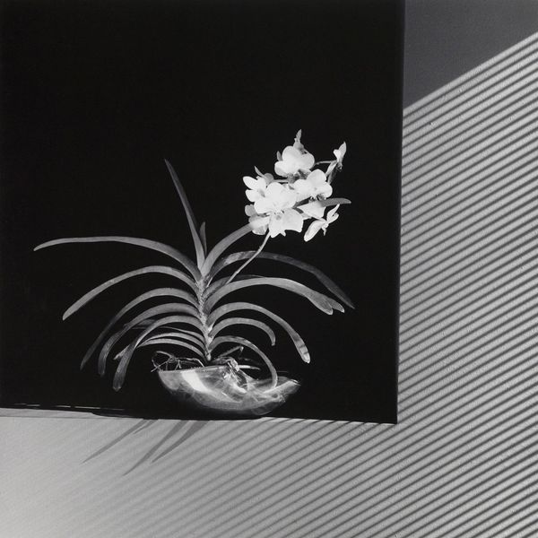 © Robert Mapplethorpe