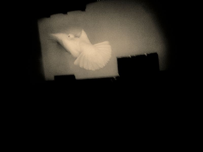 © Francisco Gonzalez Camacho