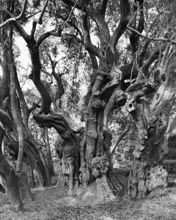 © Adam Broomberg and Rafael Gonzalez