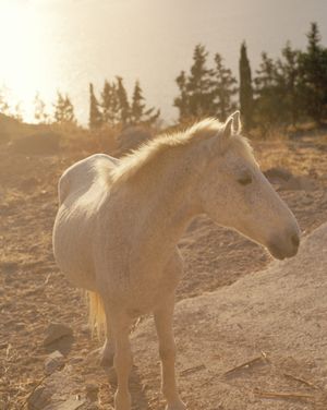 The Fall by Giulia Mangione at Fotografiens Hus