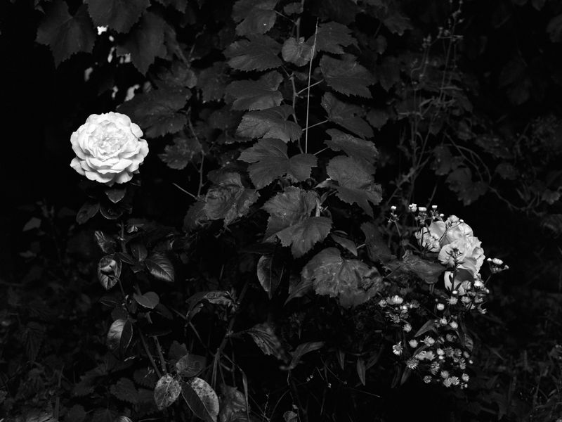 © Oleksandr Rudovskiy