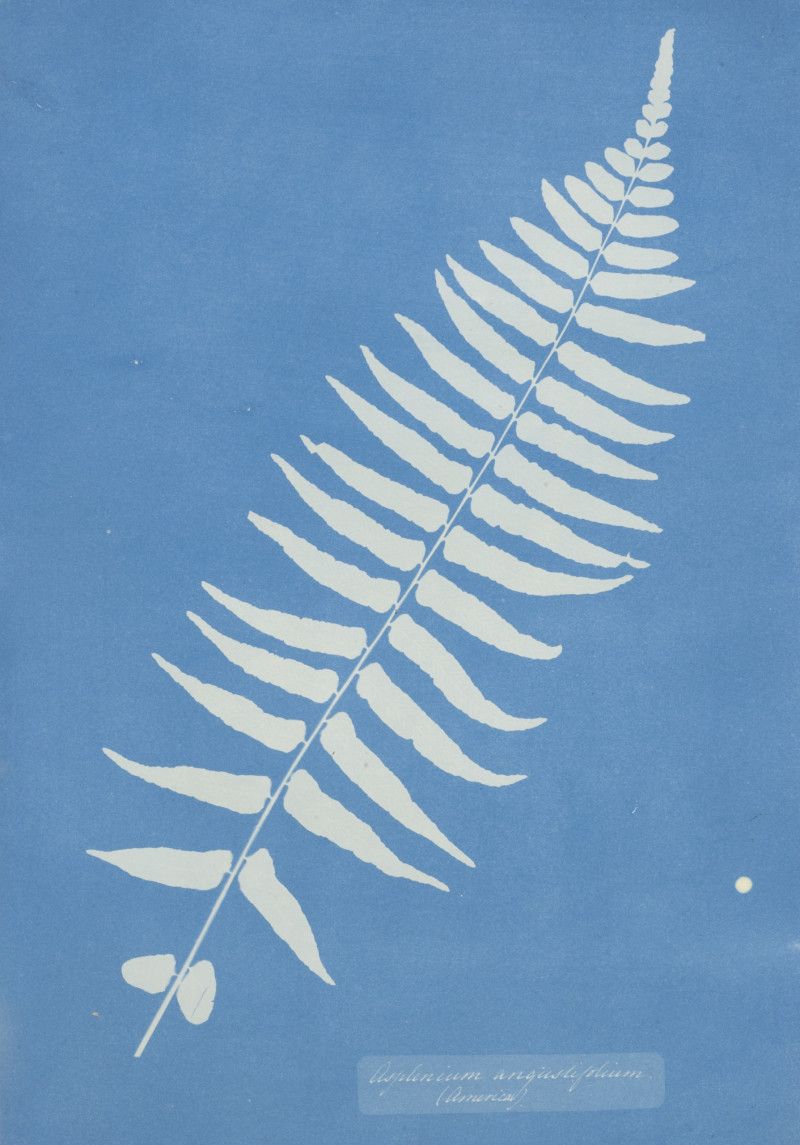 © Anna Atkins