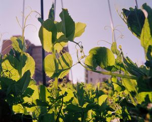 How Like A Leaf I Am by Alexandra Baumgartner at Photoforum Pasquart