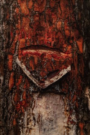 Roseta. Una Memòria En Resistència by Neus Solà and Marta G. Cardellach at La Panera