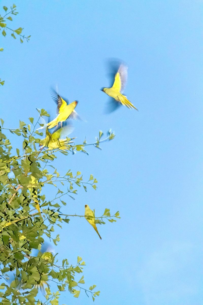 © Yoshinori Mizutani