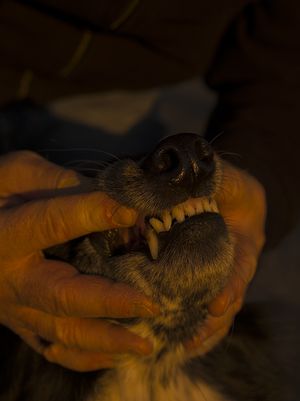 ANIMATI. God, Human, Animal, Machine at MUFOCO