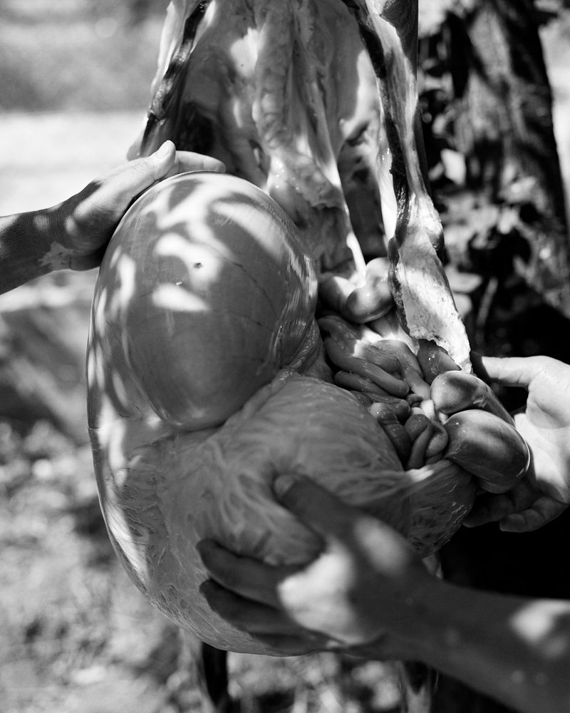 © Abdulhamid Kircher