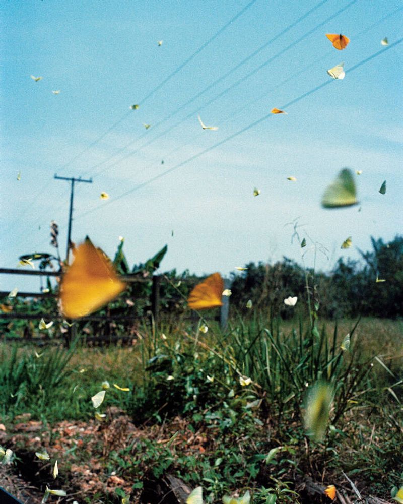 © Daniel Jack Lyons