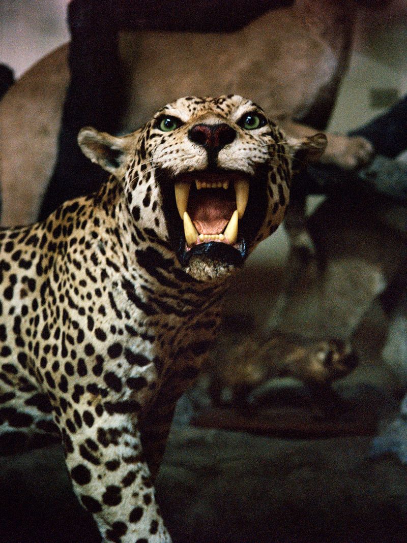 © Carolina Pimienta, MÁQUINA AFECTIVA, 2026. Cortesía del artista y General Expenses, Ciudad de México.