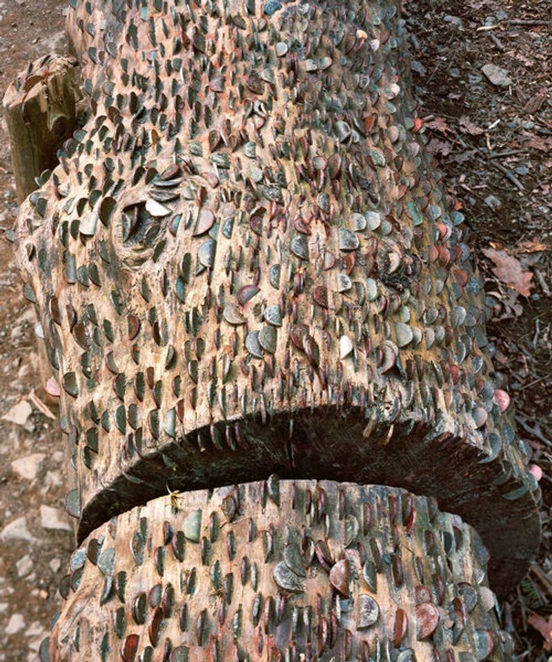 Geert Goiris, Overgrown, 2014, Collection Flemish Community/FOMU, BK/9261 © Geert Goiris