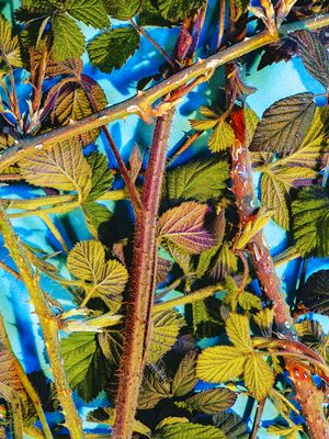 (In)Animalis by Olga Cafiero at Le Signal L