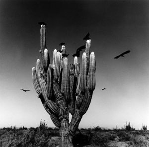 Eyes To Fly With by Graciela Iturbide at C/O Berlin