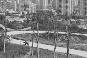 A’s Fables, Whose Fables? by Chai Mi at Fotografiska Shanghai