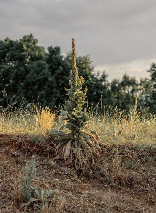 © Michaela Nagyidaiová