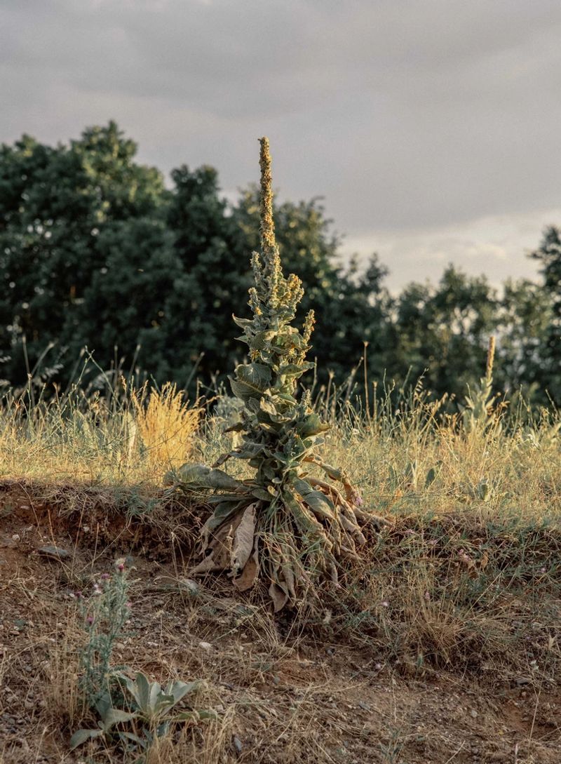 © Michaela Nagyidaiová