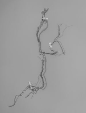 Transient Ties by Michaela Nagyidaiová at Galerie Fotografic