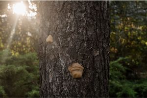 Dear 2050: Entangled Forests at Forum de l'Hôtel de Ville