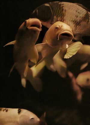 Wolf Suschitzky Photography Prize 2023 at FOTOHOF