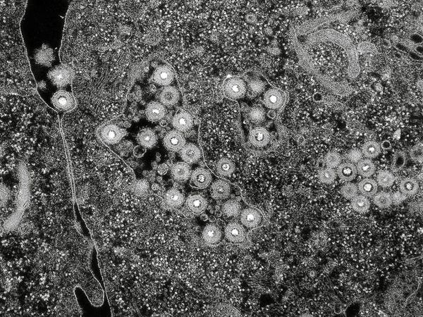 © Alessandro Truffa