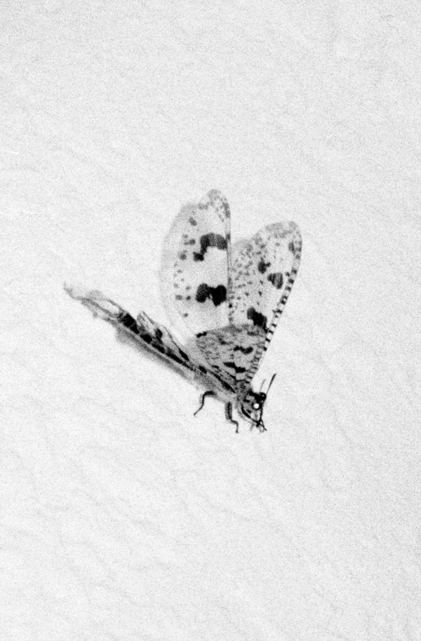 © Katrina Stamatopoulos