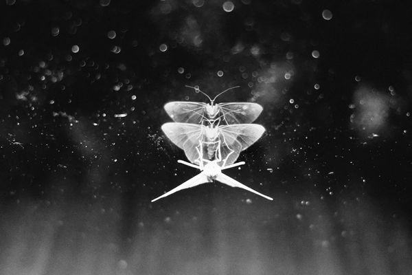 © Christian Babista