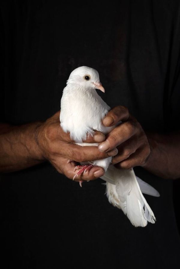 © Roselena Ramistella