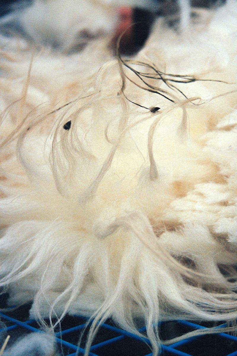 © Dominique Bartels