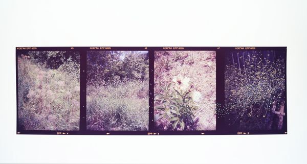 © Clara Chichin and Sabatina Leccia