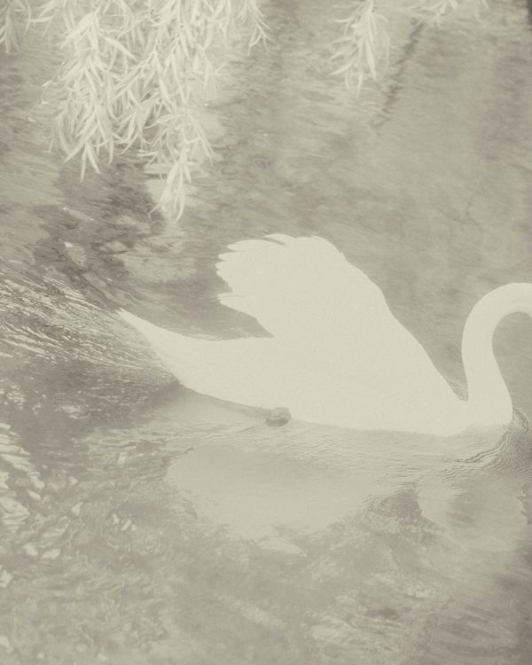 © Cinzia Laliscia