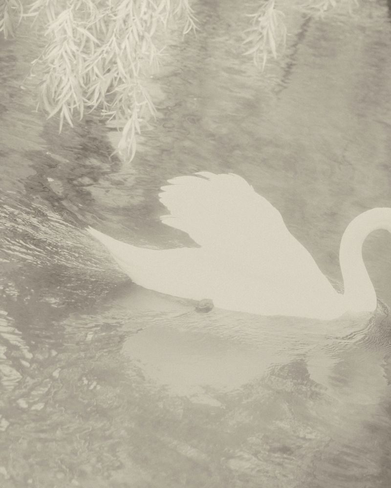 © Cinzia Laliscia