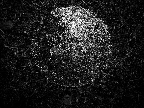 © Charlie Simokaitis