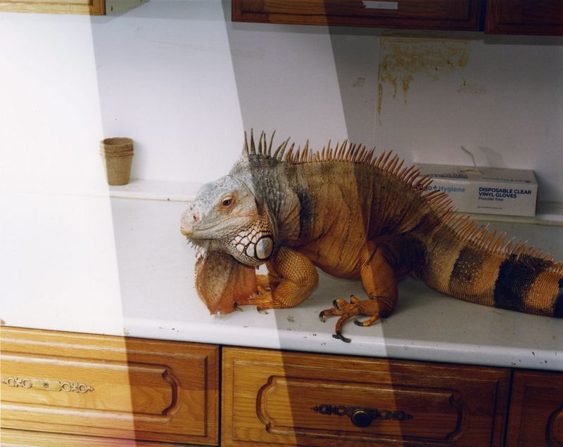 © Oliver Frank Chanarin