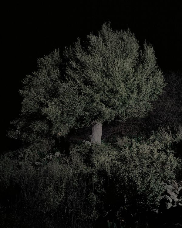 © Mnemosyne Grove by Georgia Metaxas, published by Perimeter Editions