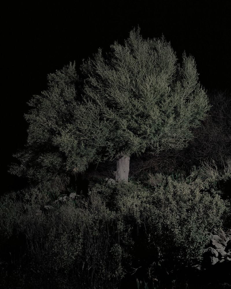 © Mnemosyne Grove by Georgia Metaxas, published by Perimeter Editions