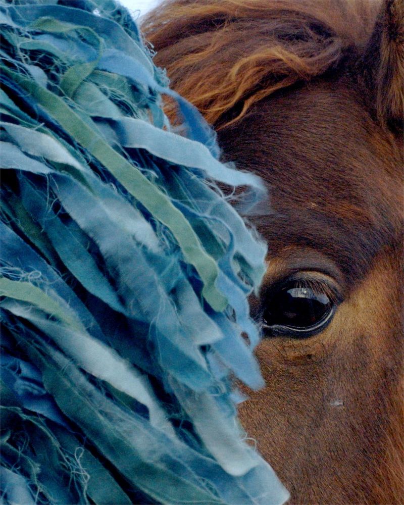 © Charlotte Dumas, Fiebre Photobook Fest