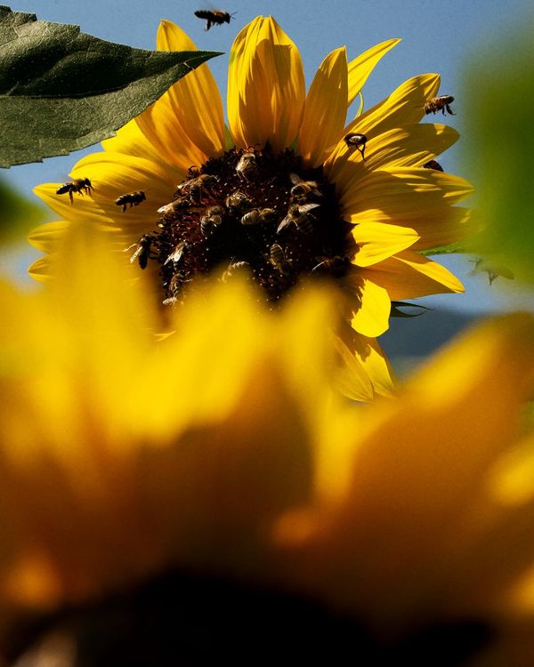 © Nicolas Polli, Offprint Paris