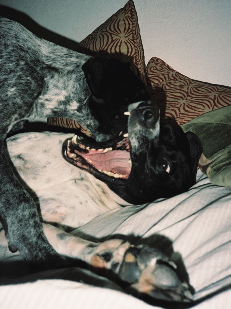 © Viridiana Morandini