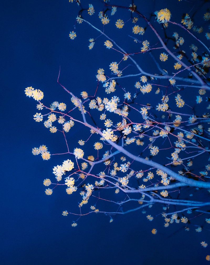 © Paul Cupido from Résonances exhibition at Fisheye Gallery