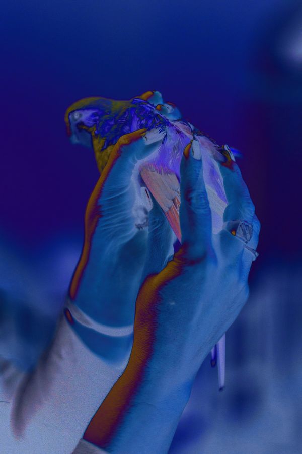 © Rosa Lacavalla, Getxophoto