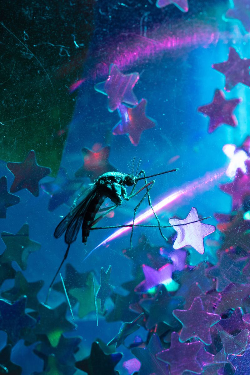 © Éva Szombat, The Night Of The Year