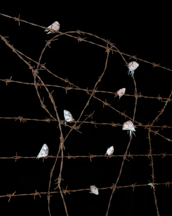 © Ivan Buvinić, Organ Vida