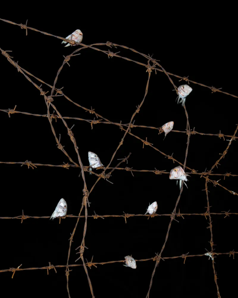 © Ivan Buvinić, Organ Vida