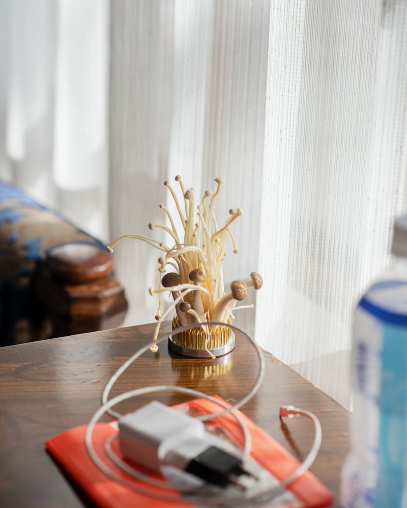 © Susanna Hofer, NŌUA