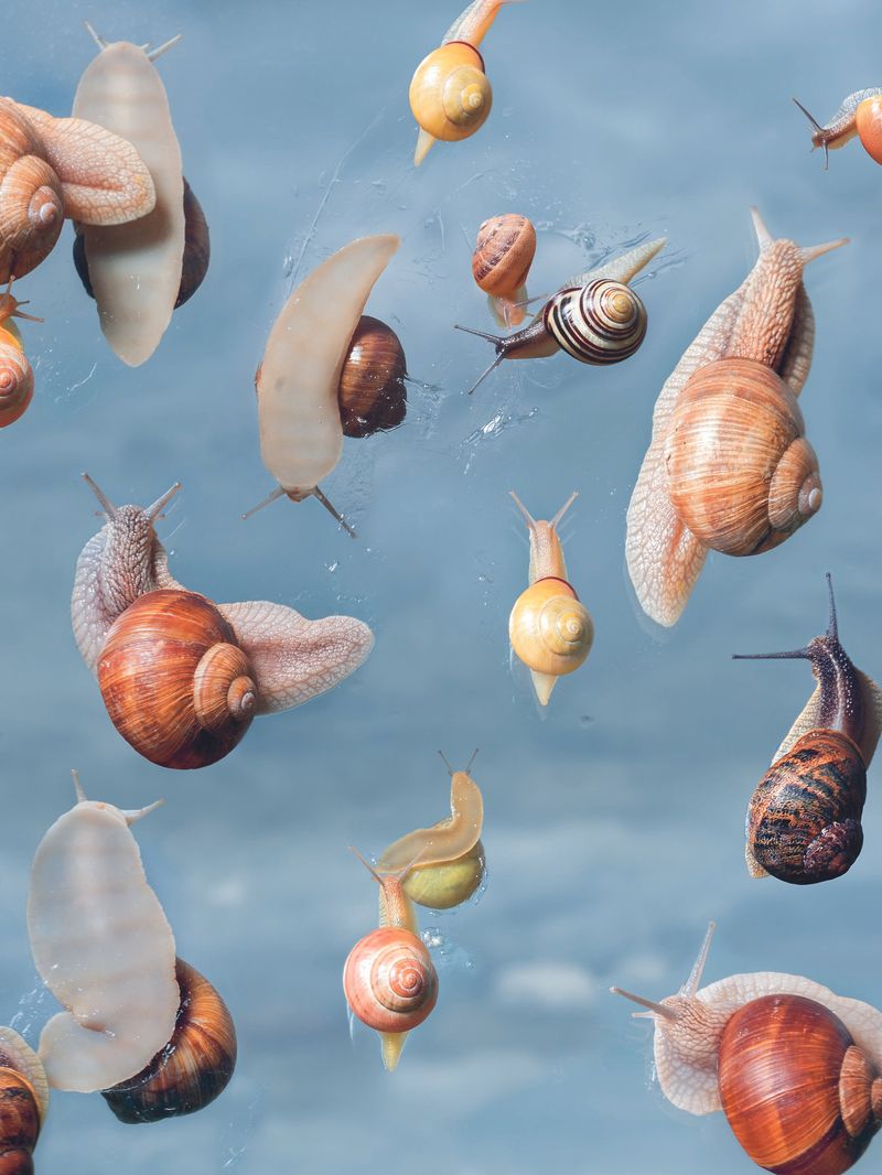 © Laurence Kubski, Les Rencontres d'Arles