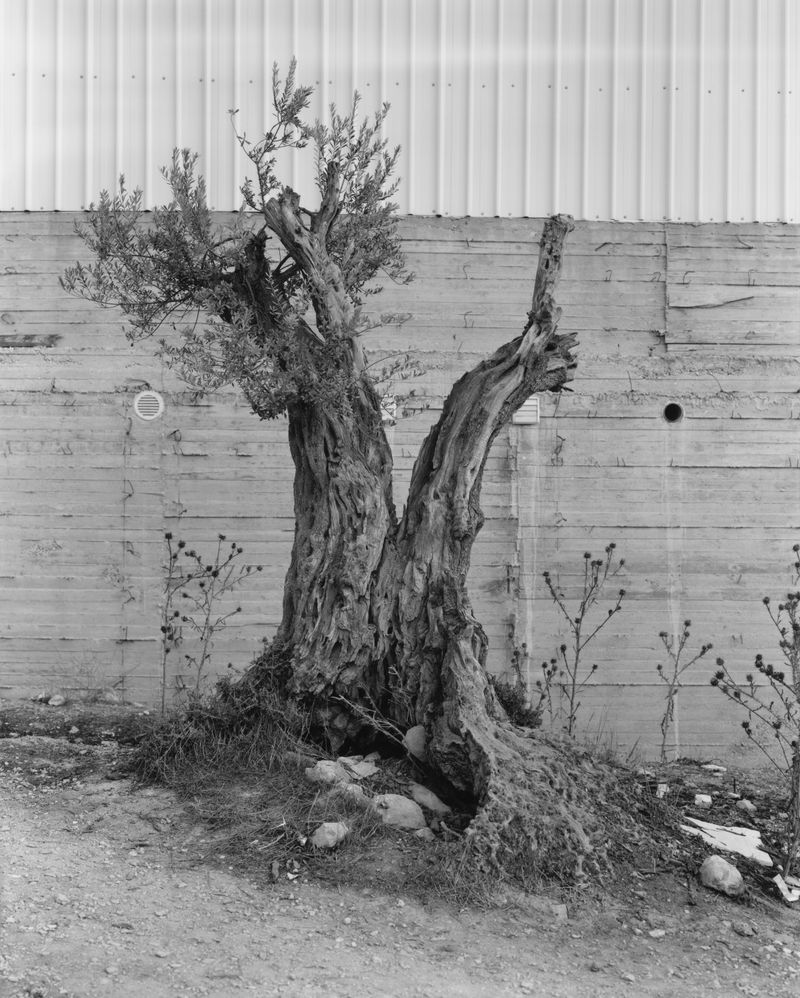 From Anchor In The Landscape © Adam Broomberg and Rafael Gonzalez