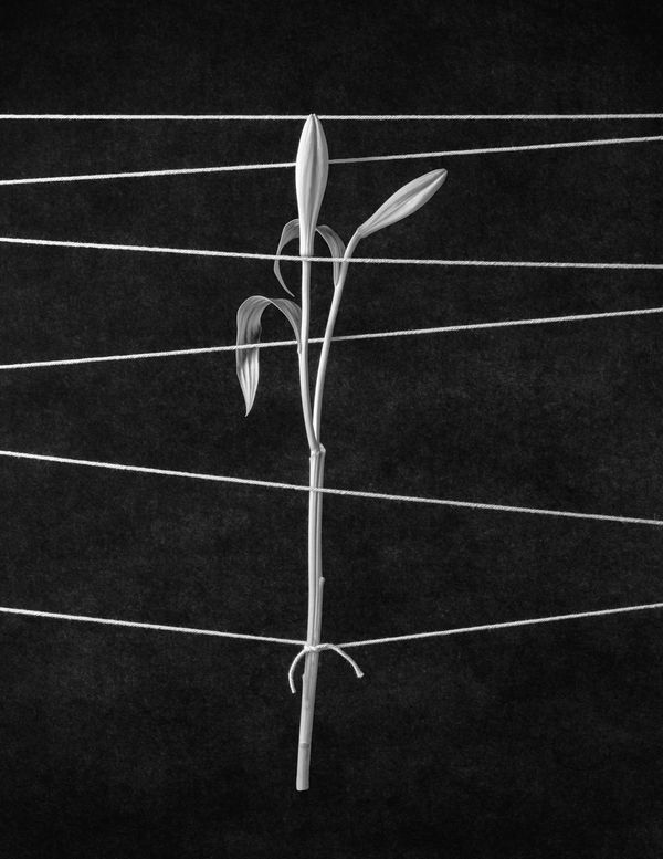 © Jonas Bjerre Poulsen, Haute Photographie