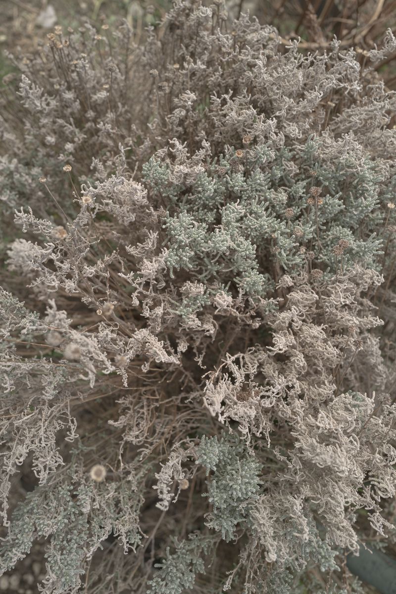 © Camilla Mansini - Image from the 36 days photography project