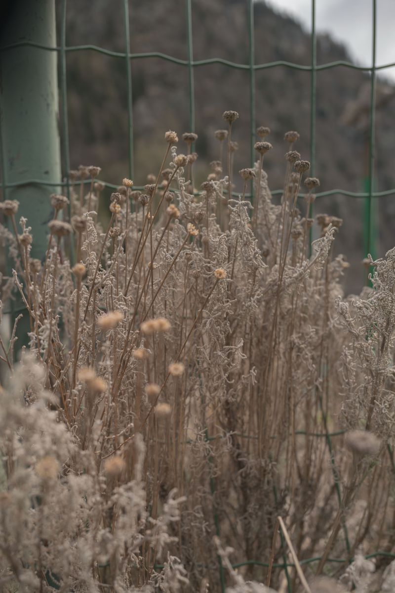 © Camilla Mansini - Image from the 36 days photography project