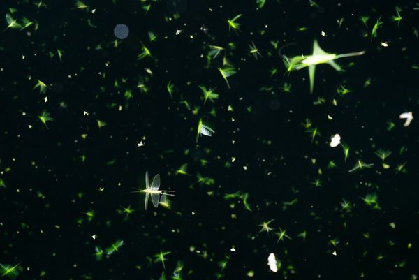 © Michele Sibiloni - Bundibugyo 2017. Uganda